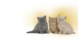 Logo Royal Canin Cat 1.jpg